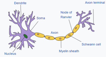 Neuron