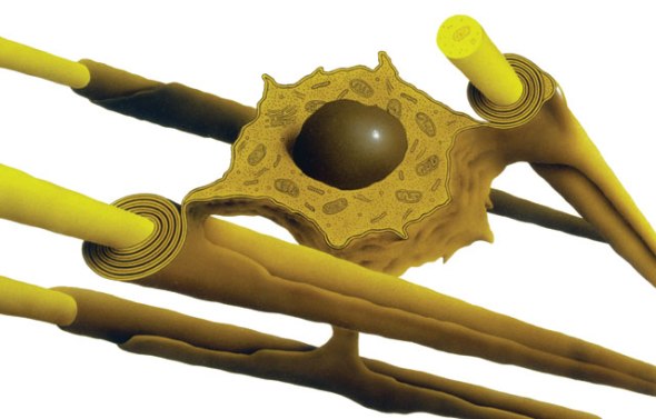 Oligodendrocyte wrapped around axons of several nerves