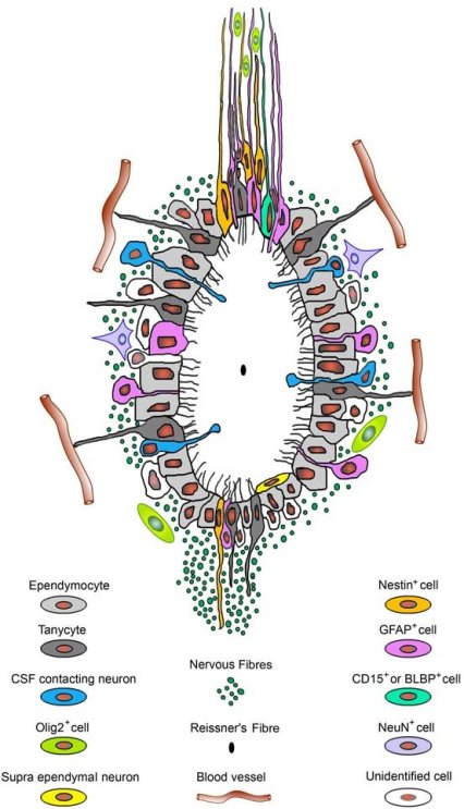Schematic drawing of the adult mouse ependymal region.