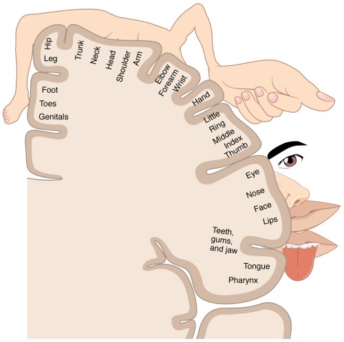 somatosensory homunculus