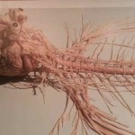 whole brain and spinal cord dissected