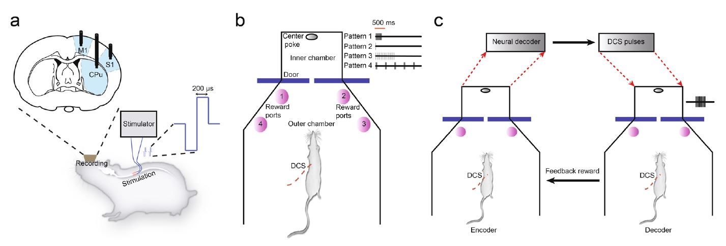 Fig.1 of paper showing drawing of implanted electrodes and the two experimental setups for the rat.