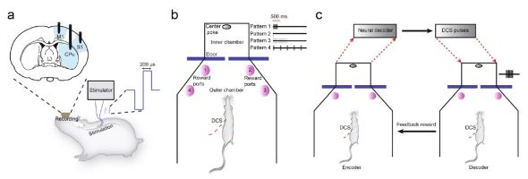 Fig.1 of paper showing drawing of implanted electrodes and the two experimental setups for the rat.