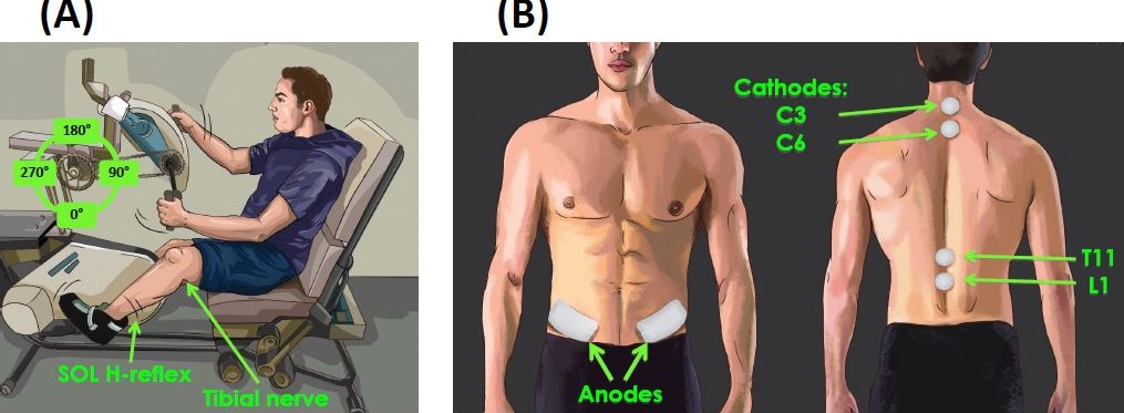 Experimental Setup and tSCS electrode placement (A) H-reflexes were evoked via stimulation of the tibial nerve and recorded in the soleus muscle during a consistent background contraction of ≈5% peak muscle activity. The left leg was held static in an extended position, and stimulation to evoke the H-reflex was delivered with the left arm at 0°. (B) tSCS was delivered via two 2.5 cm round cathodic electrodes placed midline at C3-4 and C6-7 (cervical) or T11 and L1 (lumbar) spinous processes. Two 5 × 10 cm rectangular anodic electrodes were placed bilaterally over the iliac crests.