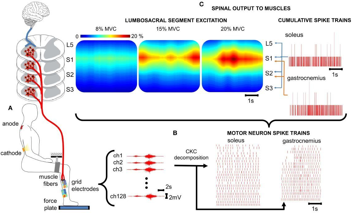 Figure 1 from the paper showing EMG recordings and the transformation using deconvolution to motor neuron spike trains