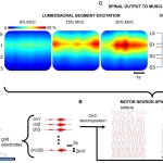 Figure 1 from the paper showing EMG recordings and the transformation using deconvolution to motor neuron spike trains