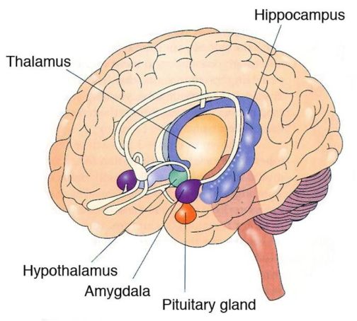 limbic system