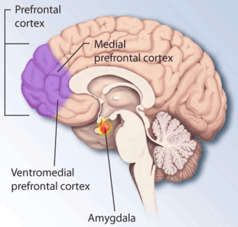 prefrontal cortex