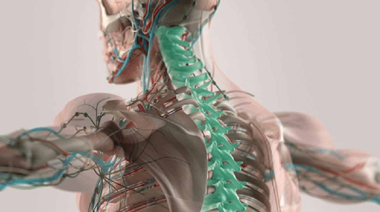 Spinal column shown through a semi-transparent person