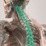 Spinal column shown through a semi-transparent person